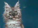 Chaton Maine Coon black smoke LOOF mâle à vendre, né en février 2026