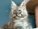 Chaton Maine Coon black smoke LOOF mâle à vendre, né en février 2026