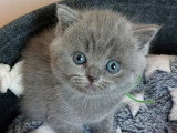 5 chatons British Longhair bleu à réserver LOOF, nés en avril 2026