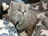 5 chatons British Longhair bleu à réserver LOOF, nés en avril 2026