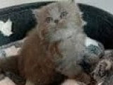 5 chatons British Longhair bleu à réserver LOOF, nés en avril 2026