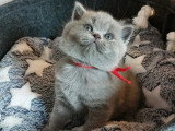 5 chatons British Longhair bleu à réserver LOOF, nés en avril 2026