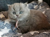 5 chatons British Longhair bleu à réserver LOOF, nés en avril 2026