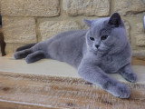 Cherche mâle British Shorthair LOOF pour saillie