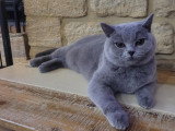 Cherche mâle British Shorthair LOOF pour saillie