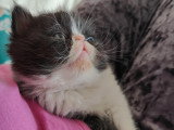 Chatonne Exotic Shorthair à vendre