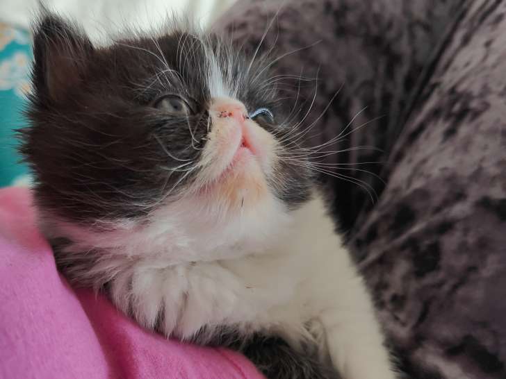Chatonne Exotic Shorthair à vendre