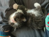 Chatonne Exotic Shorthair à vendre