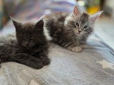 Chatons Maine Coon à vendre