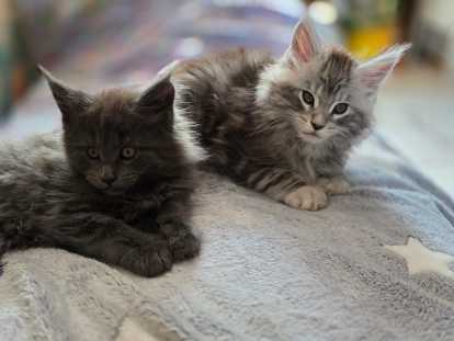 Chatons Maine Coon à vendre