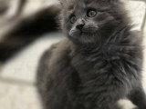 Chatons Maine Coon à vendre