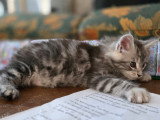 Chatons Maine Coon à vendre