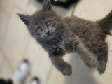 Chatons Maine Coon à vendre