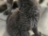 Chatons Maine Coon à vendre
