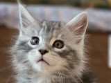 Chatons Maine Coon à vendre