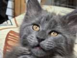 Chatons Maine Coon à vendre