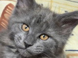 Chatons Maine Coon à vendre