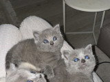 Chatons de type British Shorthair à vendre (2 femelles)