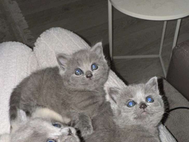 Chatons de type British Shorthair à vendre (2 femelles)