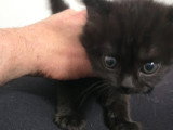 Chatons de type British Shorthair à vendre (2 femelles)