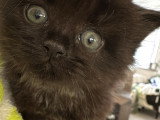 Chatons de type British Shorthair à vendre (2 femelles)