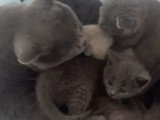 Chatons de type British Shorthair à vendre (2 femelles)