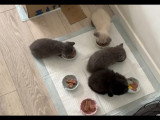 Chatons de type British Shorthair à vendre (2 femelles)