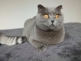 Femelle Scottish Fold à vendre