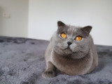 Femelle Scottish Fold à vendre