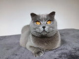 Femelle Scottish Fold à vendre