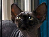 Chaton Devon Rex à vendre