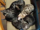 Chatons de race Bengal à vendre (3 femelles & 2 mâles)