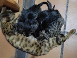 Chatons de race Bengal à vendre (3 femelles & 2 mâles)