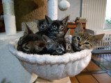 Chatons de race Bengal à vendre (3 femelles & 2 mâles)