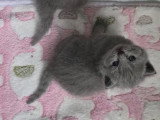 Chatons British Shorthair à vendre
