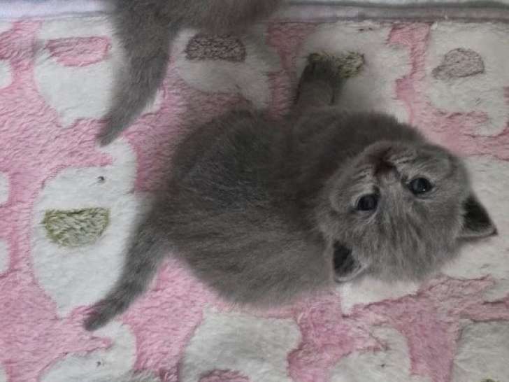 Chatons British Shorthair à vendre
