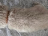 Chatons British Shorthair à vendre