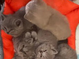 Chatons British Shorthair à vendre