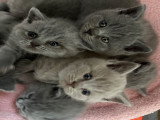 Chatons British Shorthair à vendre