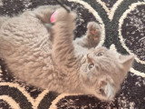 Chatons British Shorthair à vendre