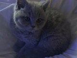 Chatons British Shorthair à vendre