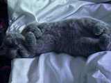 Chatons British Shorthair à vendre