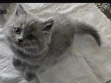 Chatons British Shorthair à vendre