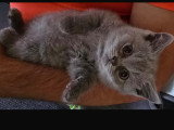 Chatons British Shorthair à vendre