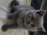 Chatons British Shorthair à vendre