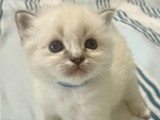 Adorables chatons Sacré de Birmanie LOOF à vendre