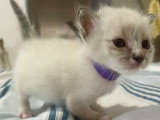 Adorables chatons Sacré de Birmanie LOOF à vendre