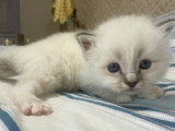 Adorables chatons Sacré de Birmanie LOOF à vendre