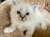 Adorables chatons Sacré de Birmanie LOOF à vendre