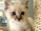 Adorables chatons Sacré de Birmanie LOOF à vendre